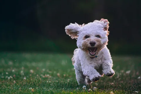 Çimenlerde koşan neşeli beyaz bir yavru köpek