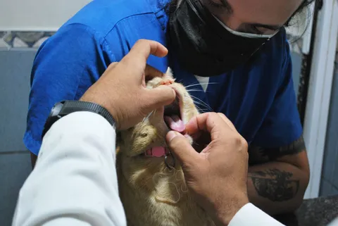 Ağız ve diş kontrolü yapılan bir kedi