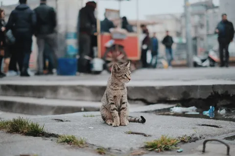 Kaldırımda oturan tekir bir sokak kedisi
