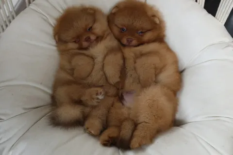 Yastığın üzerinde sarılarak uyuyan iki tüylü yavru köpek