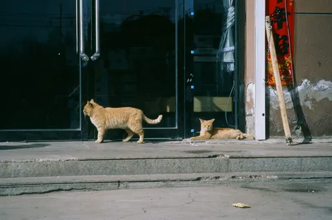 Bir dükkân önündeki kaldırımda dolaşan iki sarman sokak kedisi