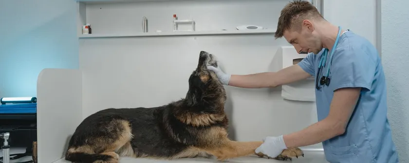 Aydınlık bir muayene odasında masaya uzanmış Alman çoban köpeğini muayene eden veteriner hekim