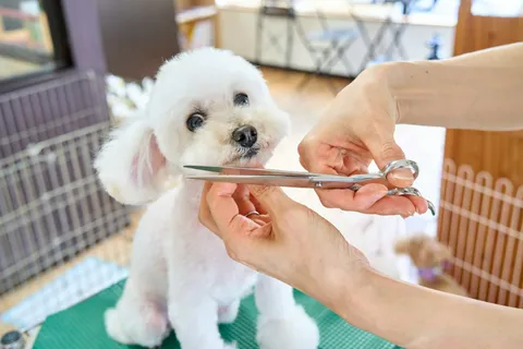 Makasla tüyleri düzeltilen küçük beyaz bir köpek