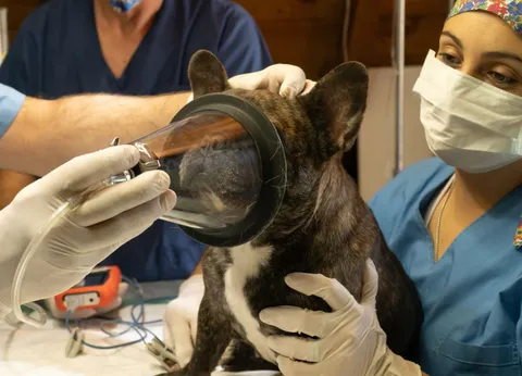 Ameliyat öncesi anestezi maskesi takılan bir köpek ve cerrahi ekip